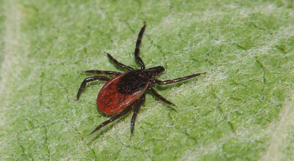 Lähikuva puutiaisesta, jolla musta eturuumis, takaosa punertava.